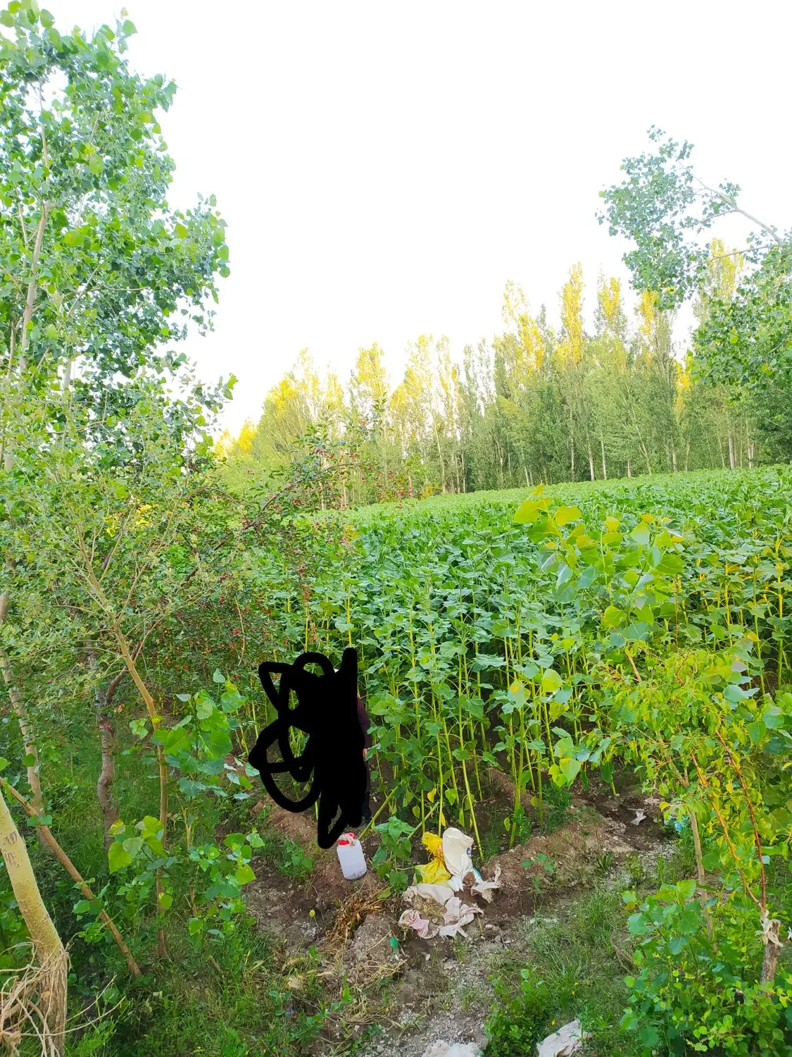 فروش زمین کشاورزی