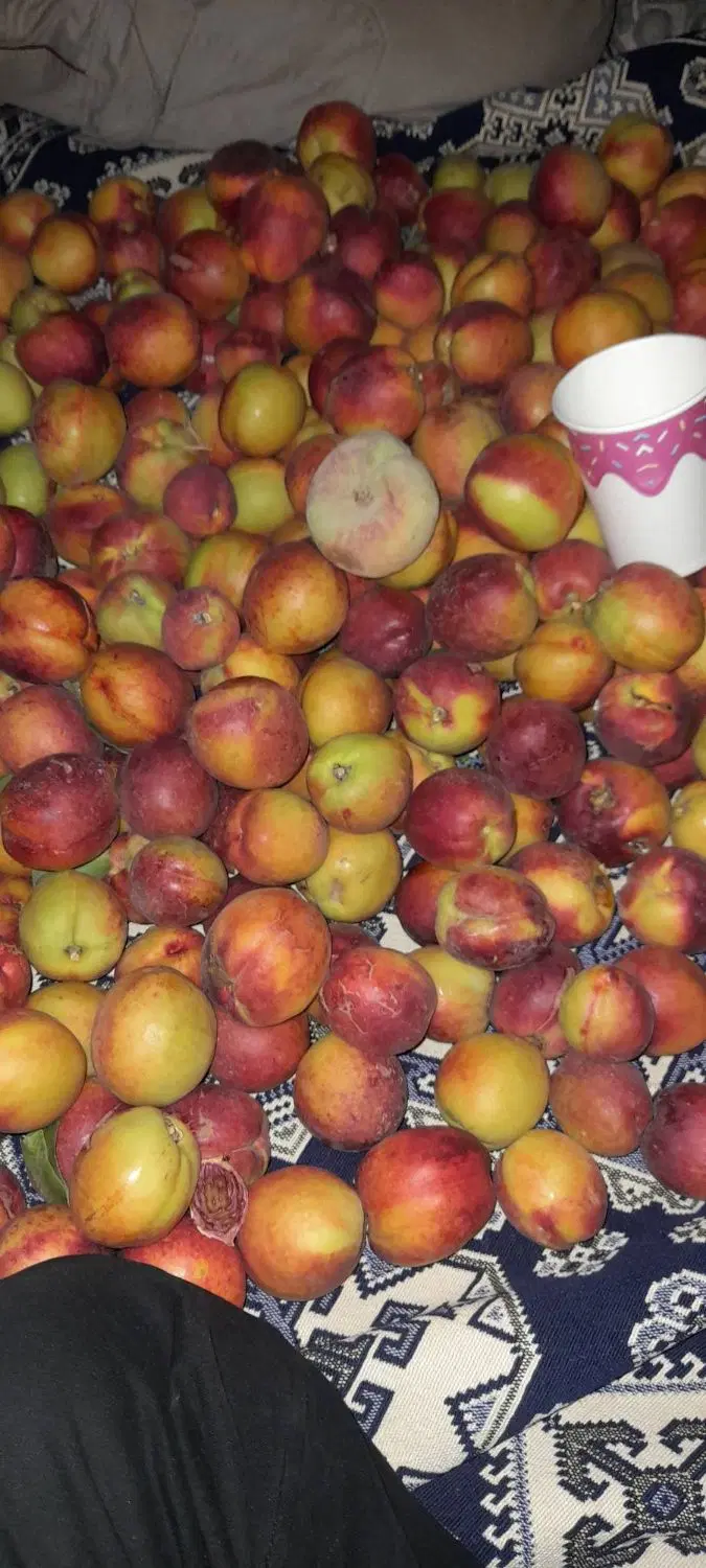 باغ سند دار نزدیک اتوبان ده حسن