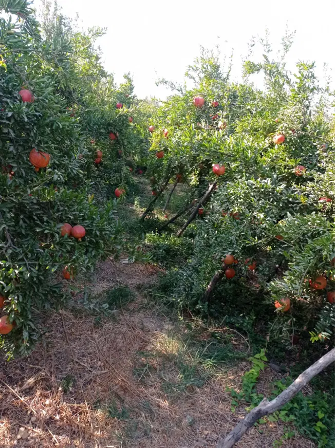 باغ اناری  انجیر گوجه سبز