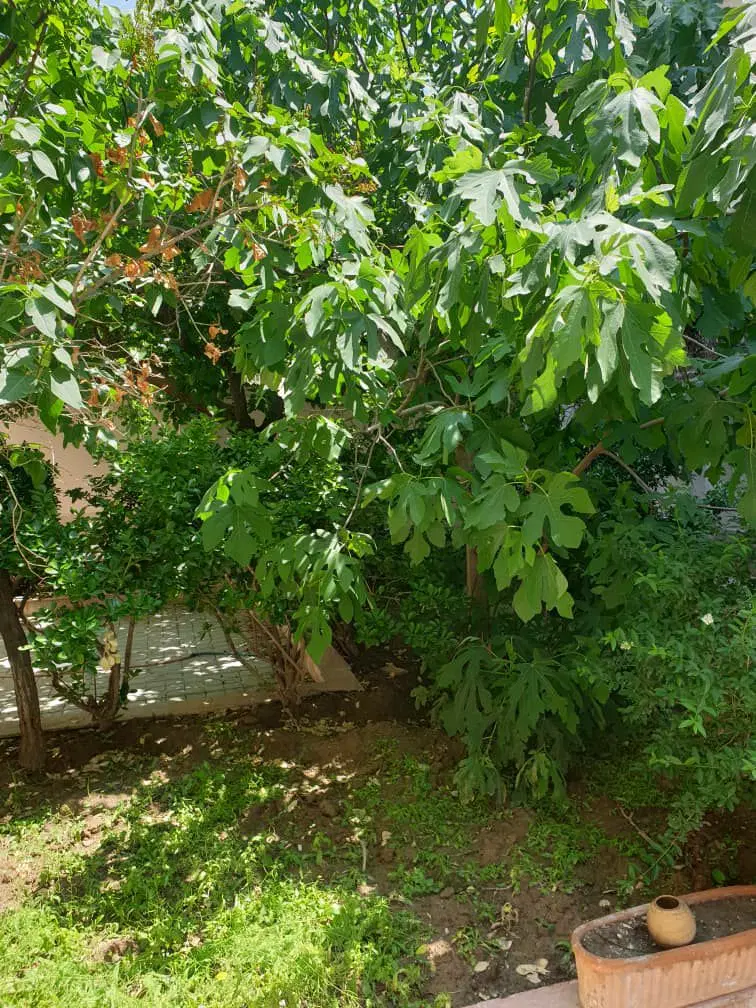 ۱۱۰ متر خونه با ۱۲۰ متر حیاط نوفل شاتو