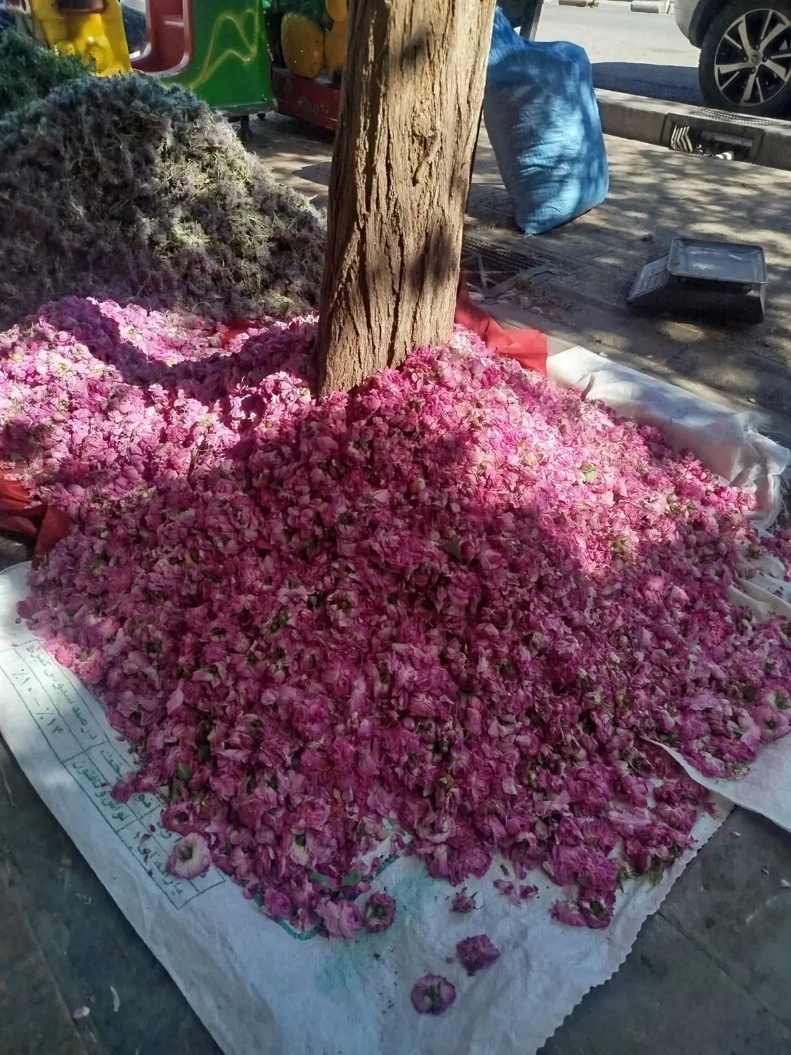 رهن و اجاره کاسپین منطقه ازاد