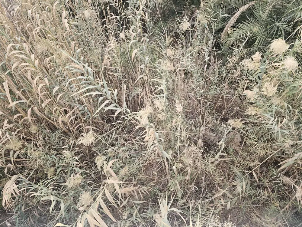اجاره یک سهم کشاورزی