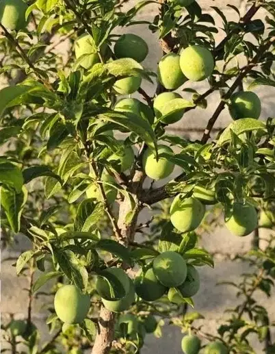 باغچه با استخر