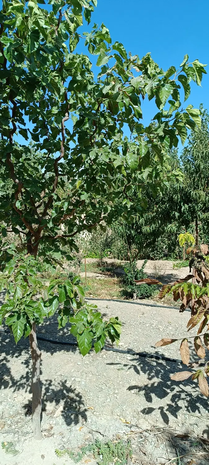 باغ شهرک تماشا معاوضه با خودرو