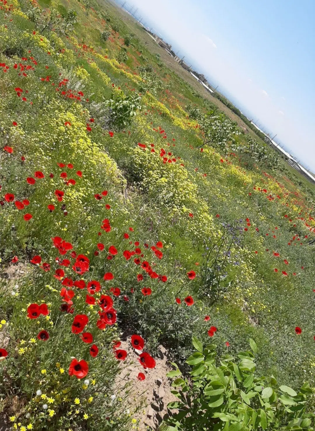 ۳ هکتار باغ