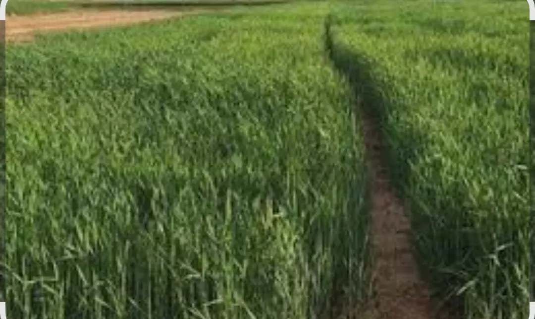 زمین کشاورزی حدود ۵ هکتار