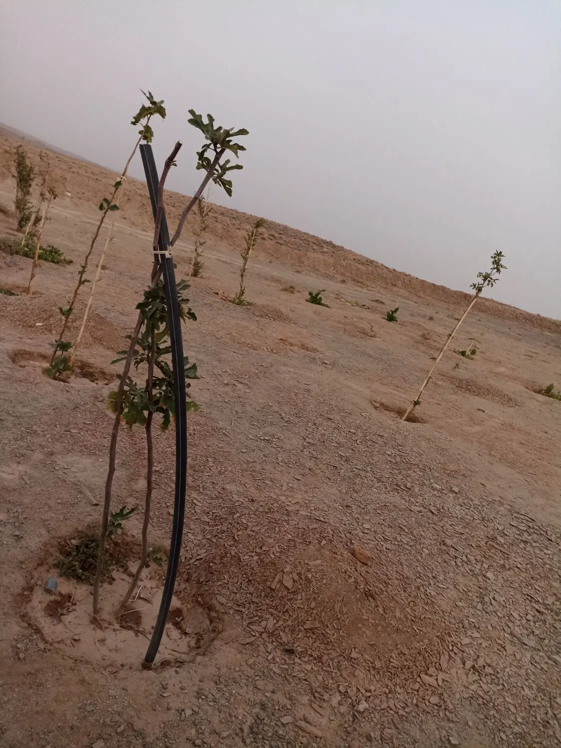 ۳هتکار زمین چشمه زیارت کنار آسفالت مجوز دار