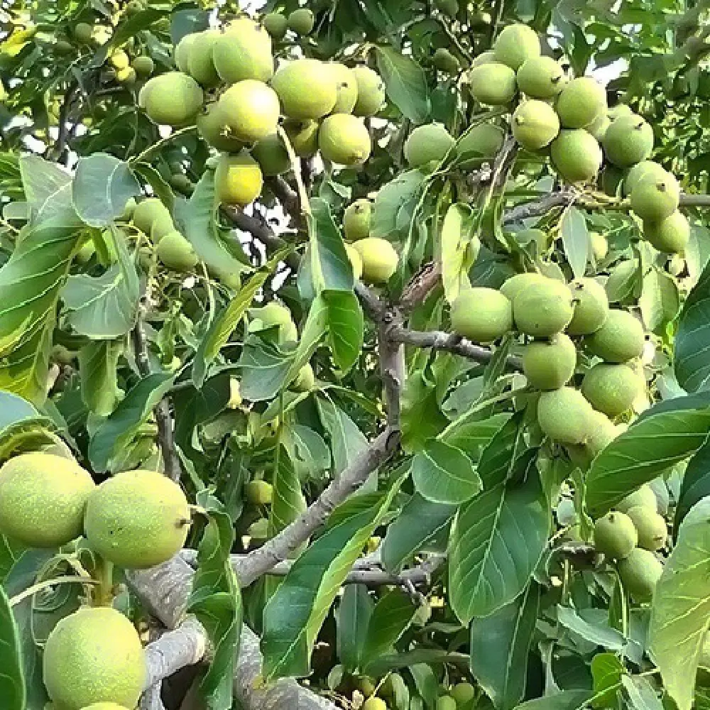 160متر باغچه لواسان بزرگ