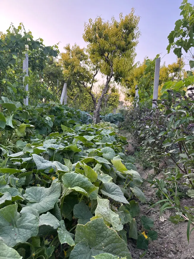 باغ و باغچه با ساختمان امامزاده