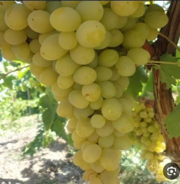 باغ انگور و درخت