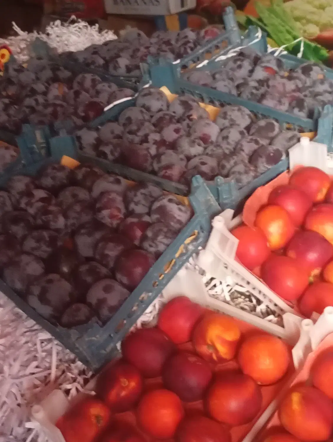واگذاری میوه فروشی