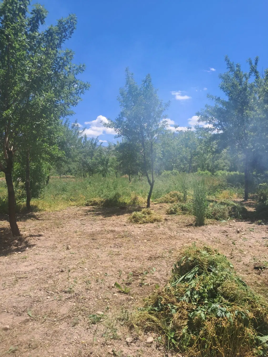 فروش باغ در ینگجه