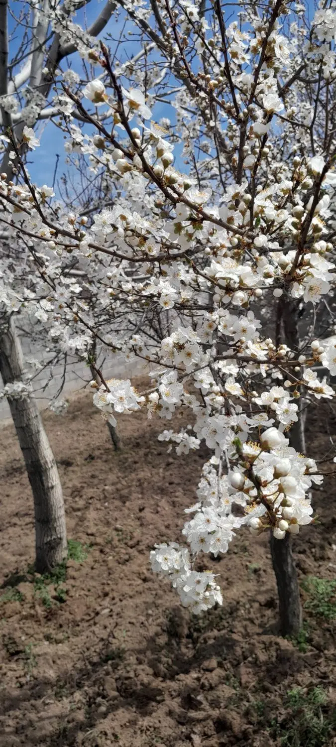 باغ ویلایی
