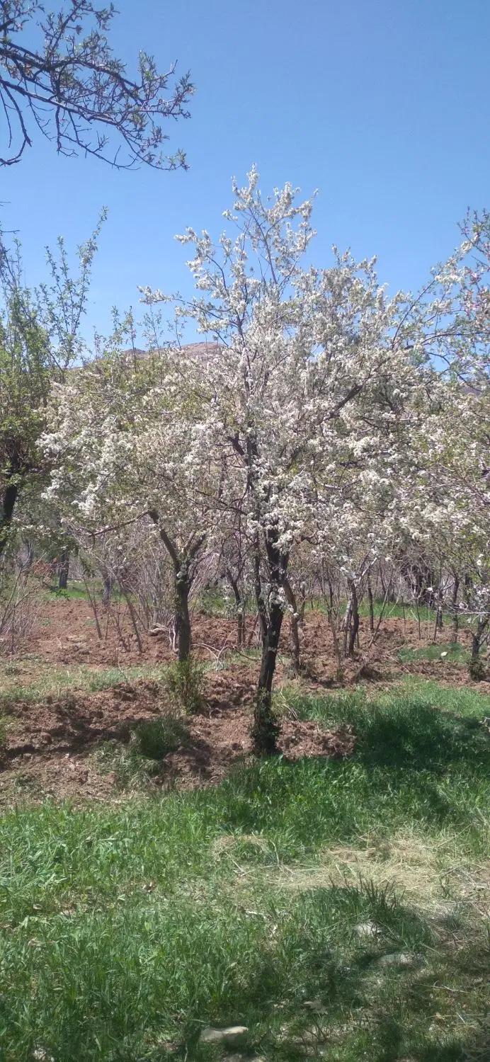 زمین کشاورزی جاسب