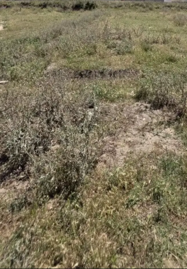 زمین در ابعاد ۷در۲۰ زیر قیمت کشاورزی