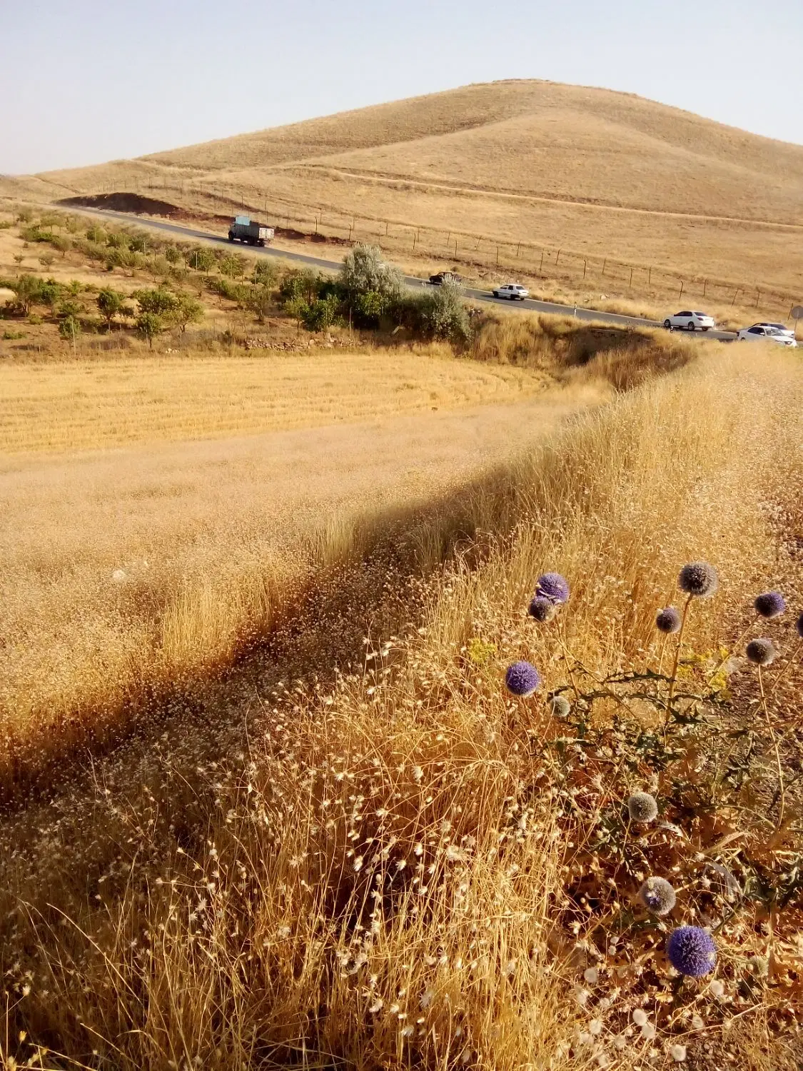 زمین کشاورزی