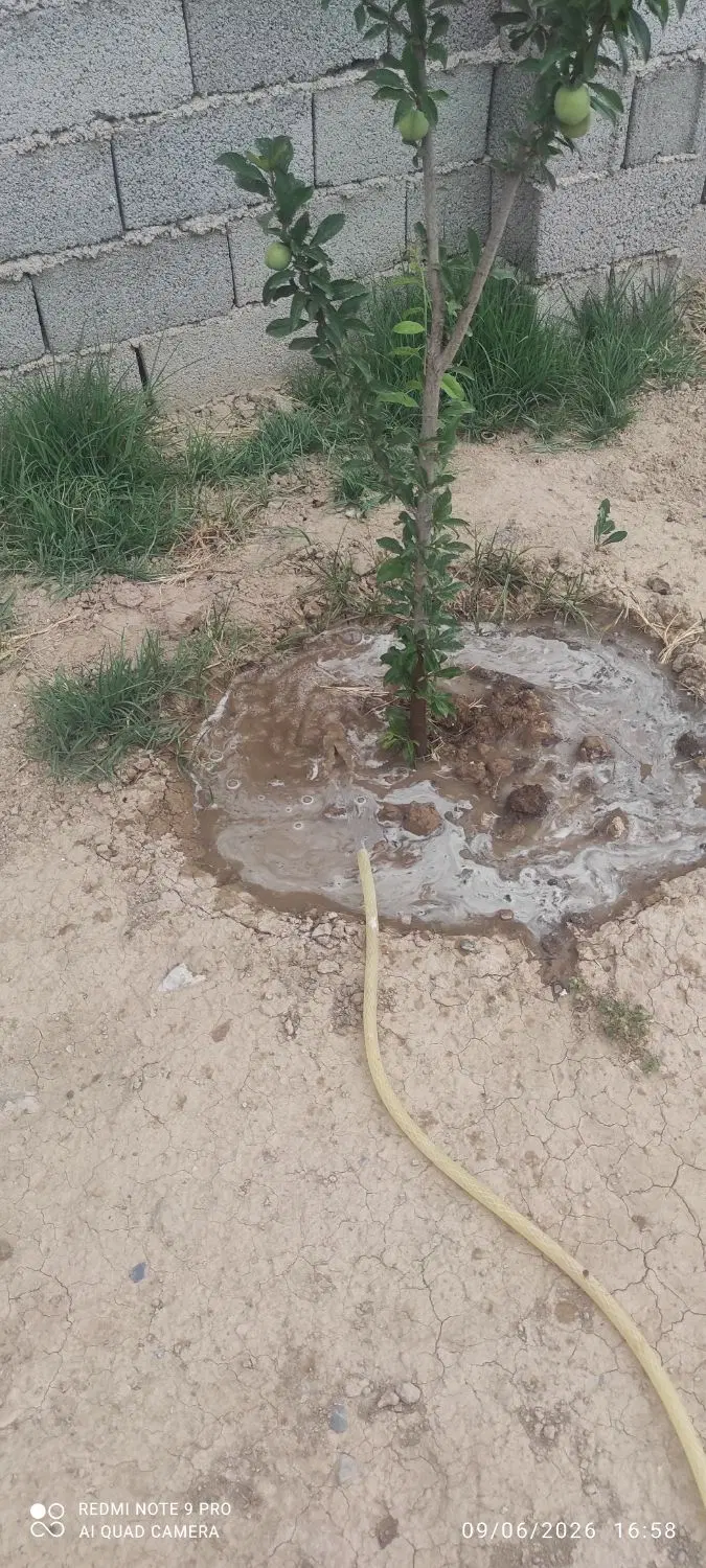 باغچه چهار دیواری