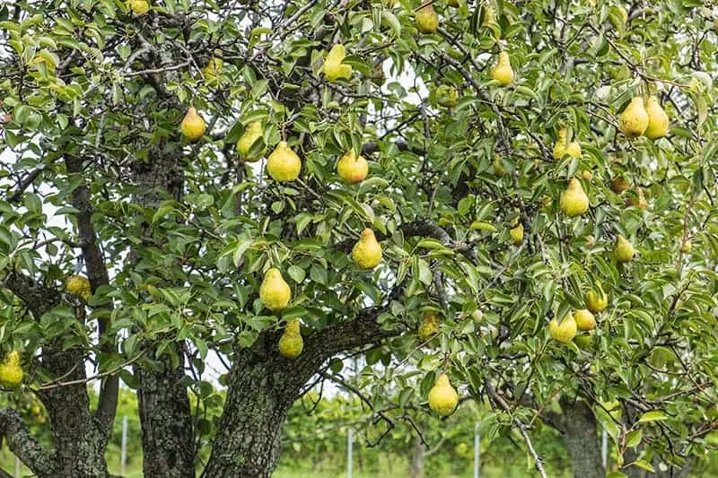 اجاره درخت گلابی شاه میوه