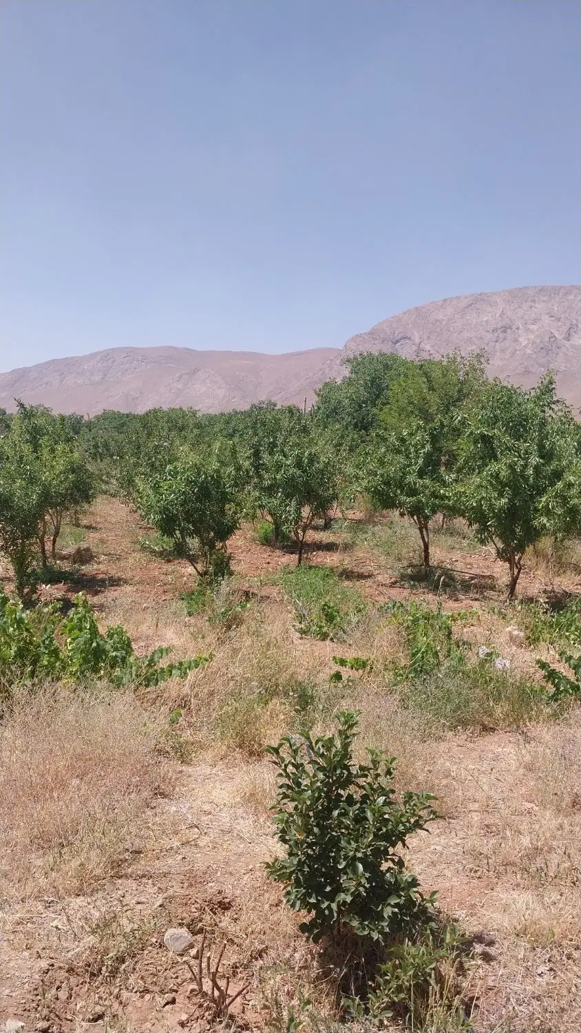 زمین ۱۰۰۰ متر فروشی در روستای دوتو