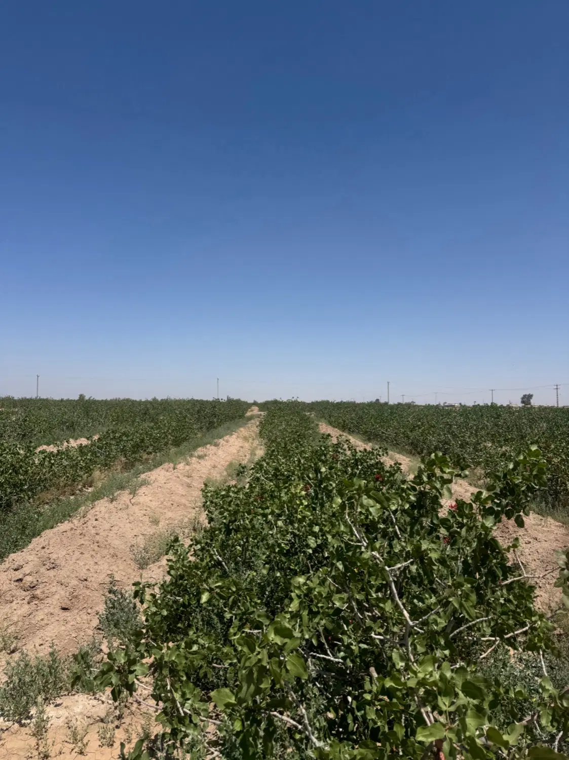 زمین پسته