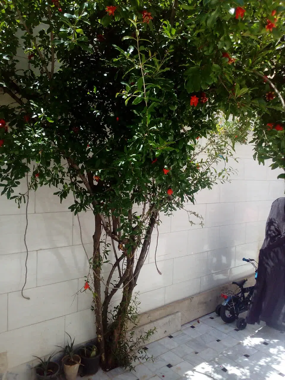 رهن و اجاره ۸۰متری طبقه همکف