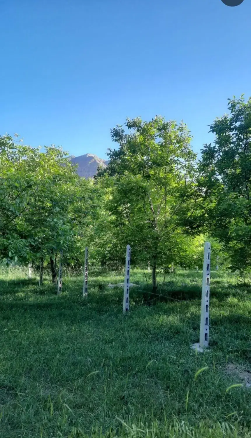 ۲۵۰ متری و ۵۰۰ متری زمین باغی دور فنس در زیاران