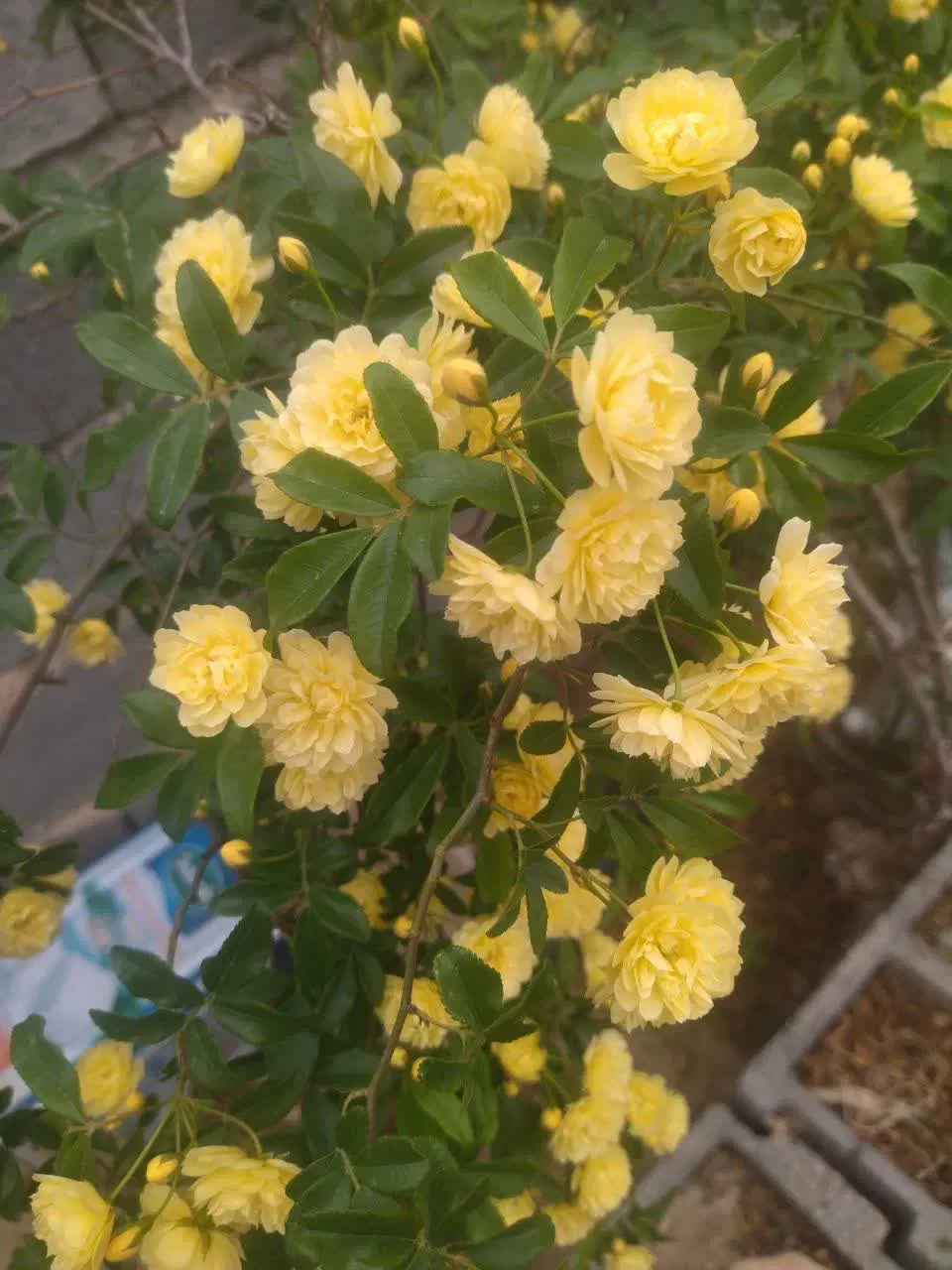 باغ استرک