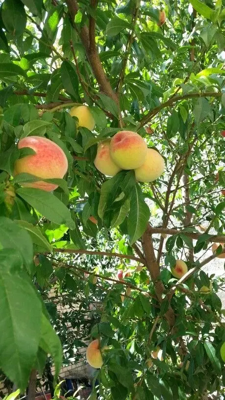 باغ ۶۹۰ متری