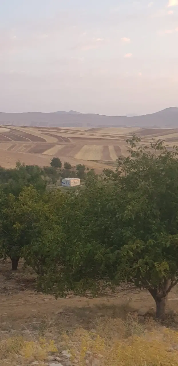 باغ ۱۵ ساله گردو و بادام و میوه