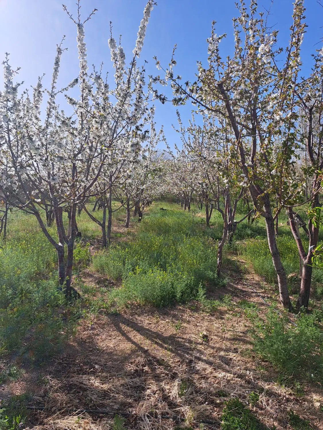 فروش باغ درروستای شوراب صغیروپل زمانخان