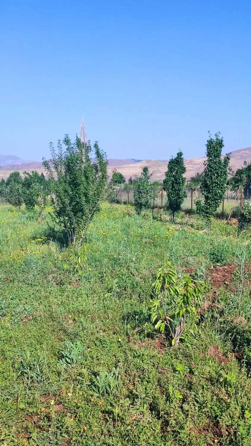 باغ در طالقان روستای جزینان دشت نازدشت
