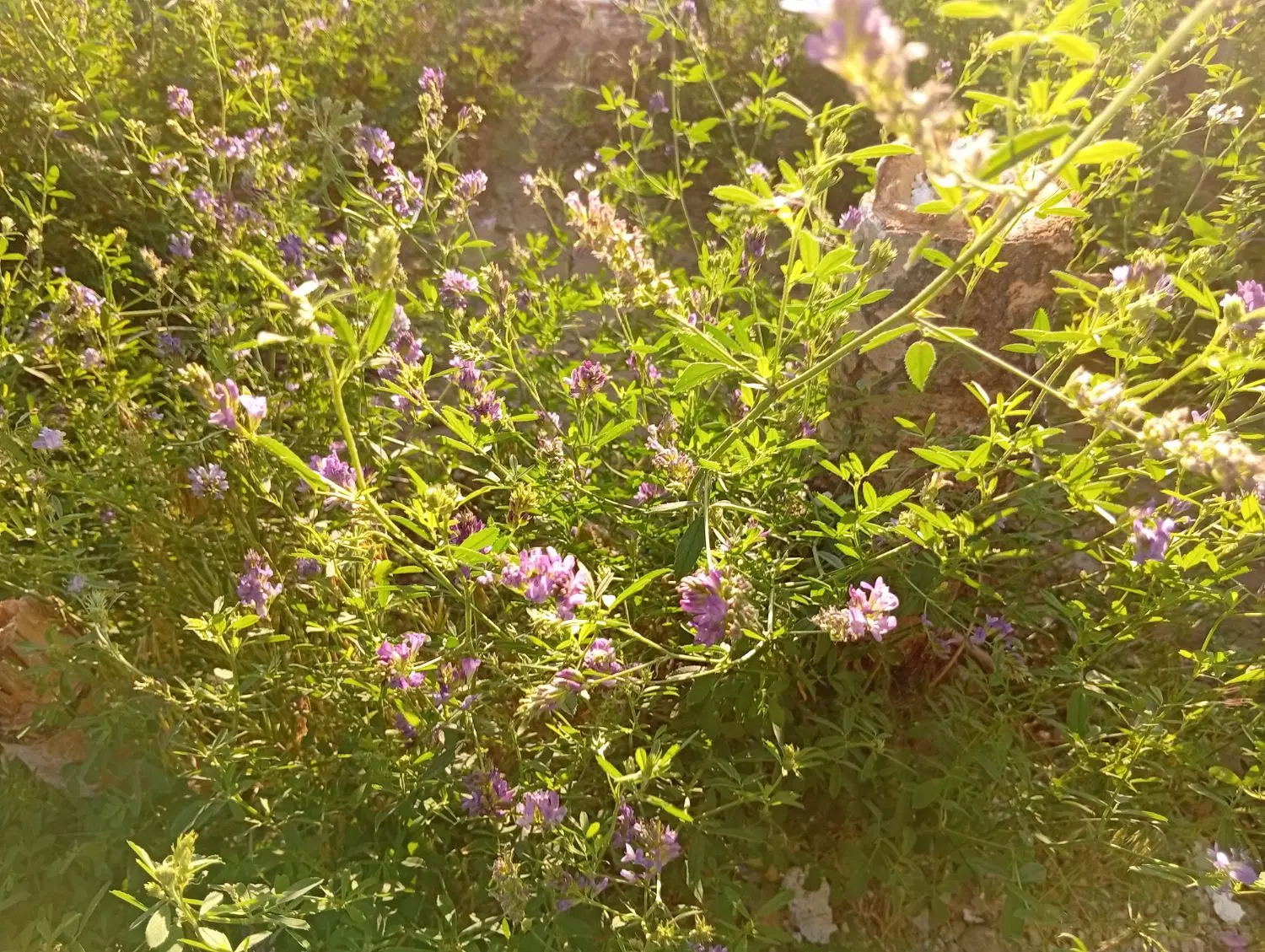 زمین کشاورزی