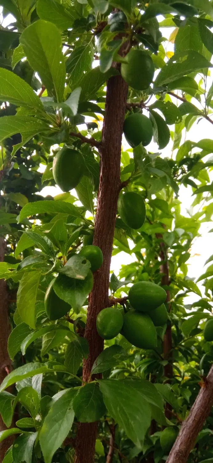 باغ روستای علی اباد.. بیلوار