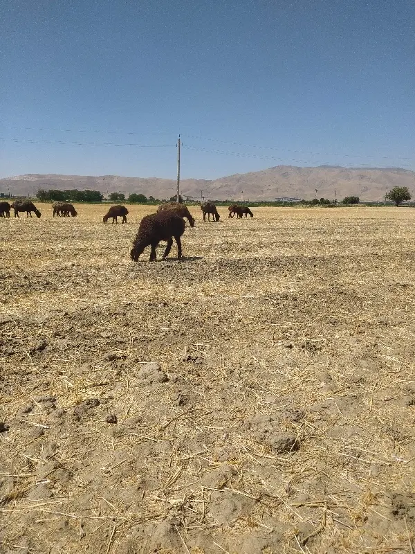 دامداری و خانه روستایی