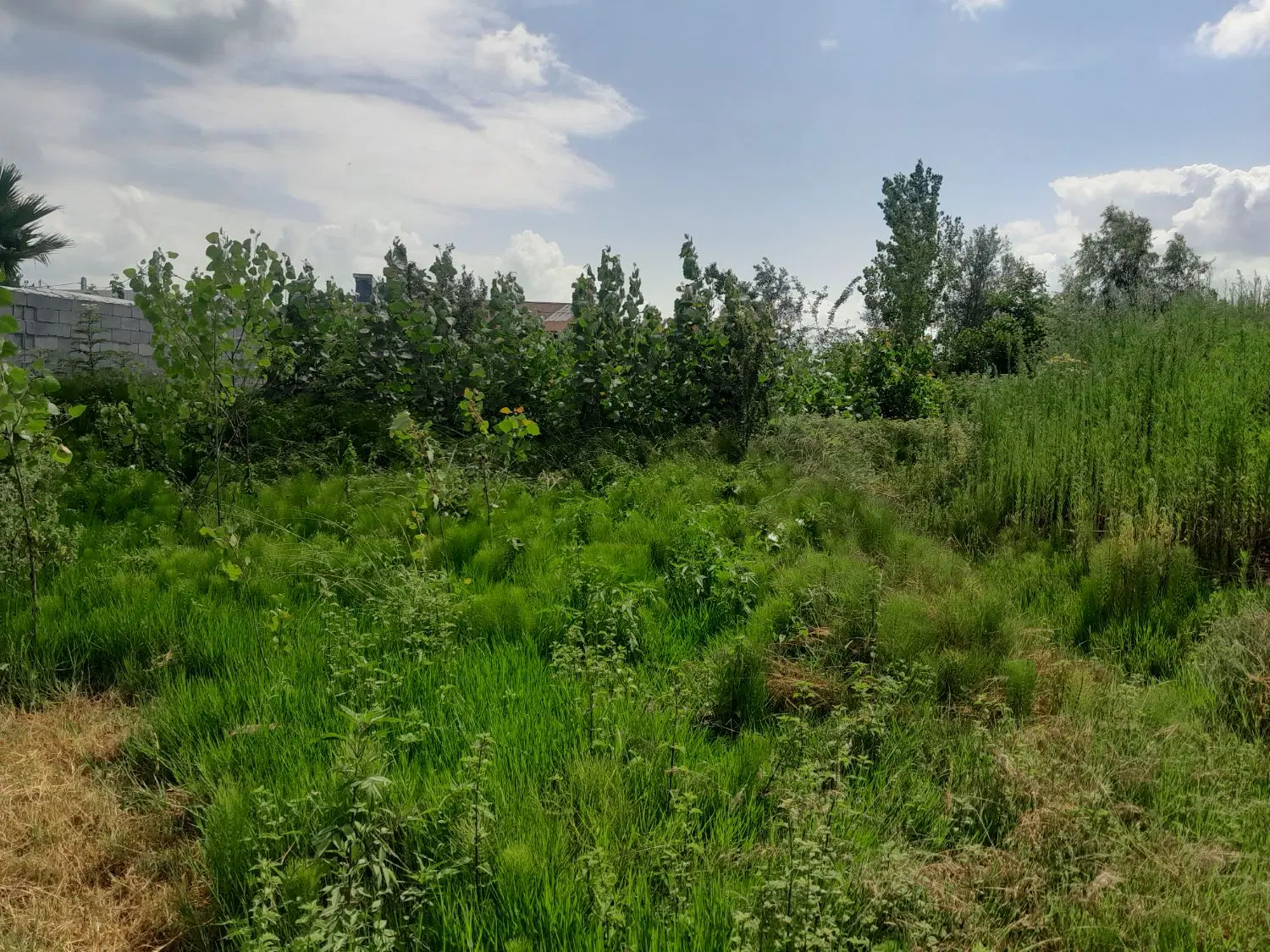 زمین باغی ۲۵۲ متری