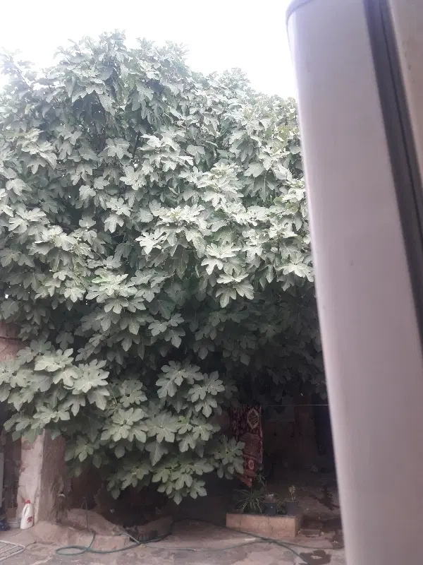 هم خونه میخام