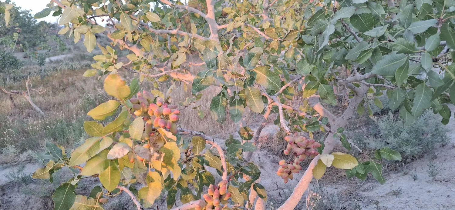 فروش باغ پسته