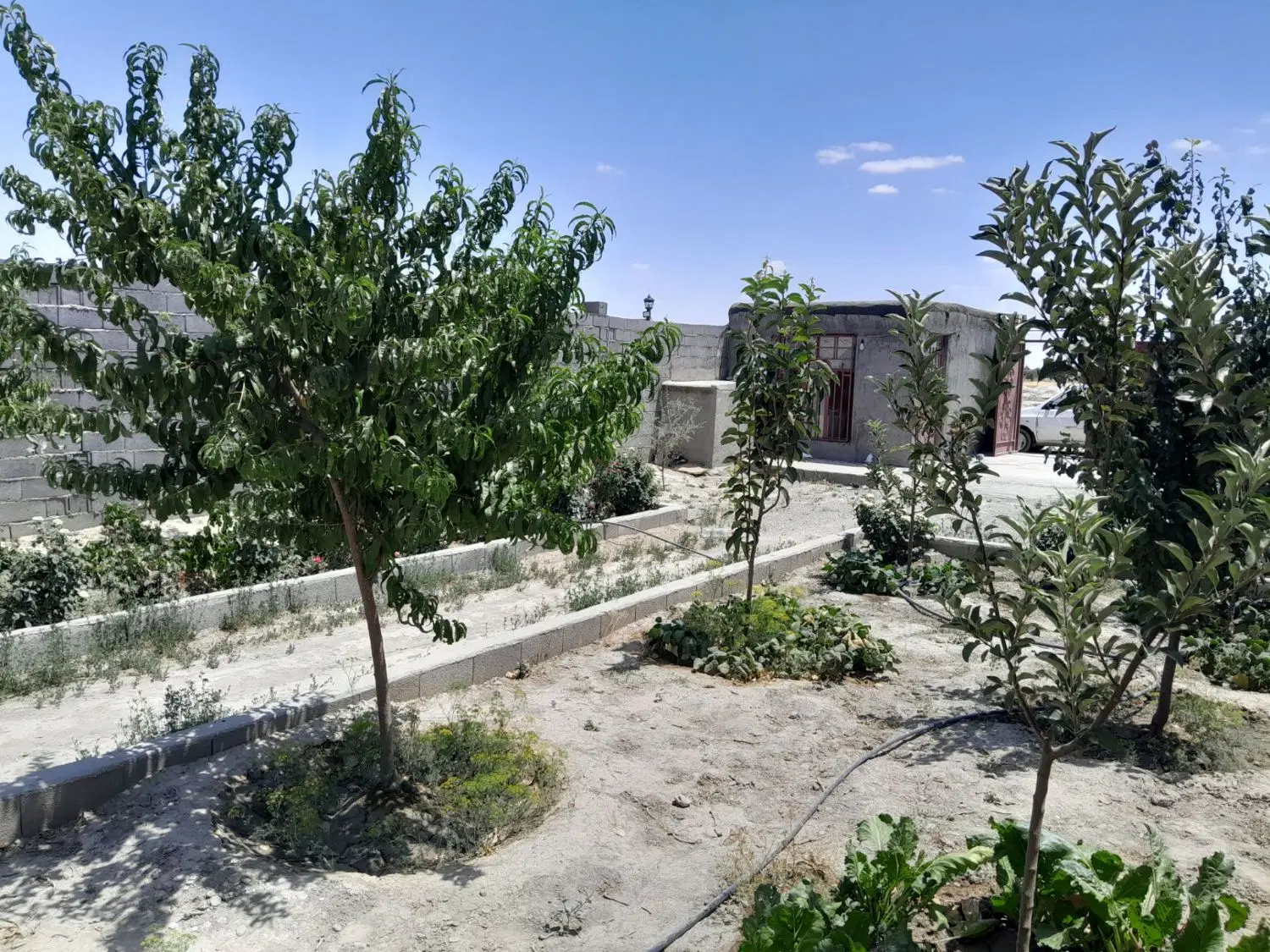 باغ فروشی در دوستای جوغان