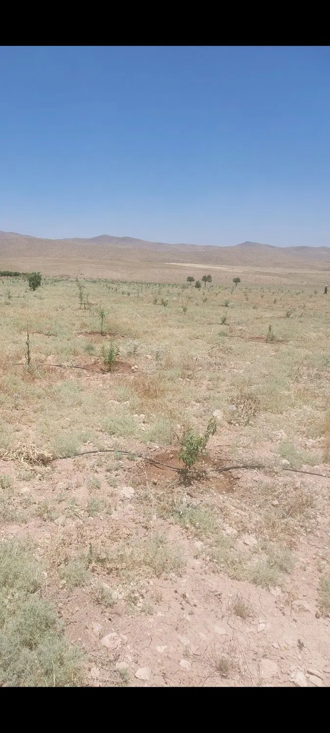 فروش باغ بادام سه هکتاری با آب پمپاژ رودخانه