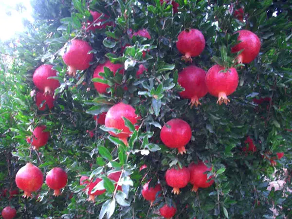فروش باغ دالستان (محمود اباد)