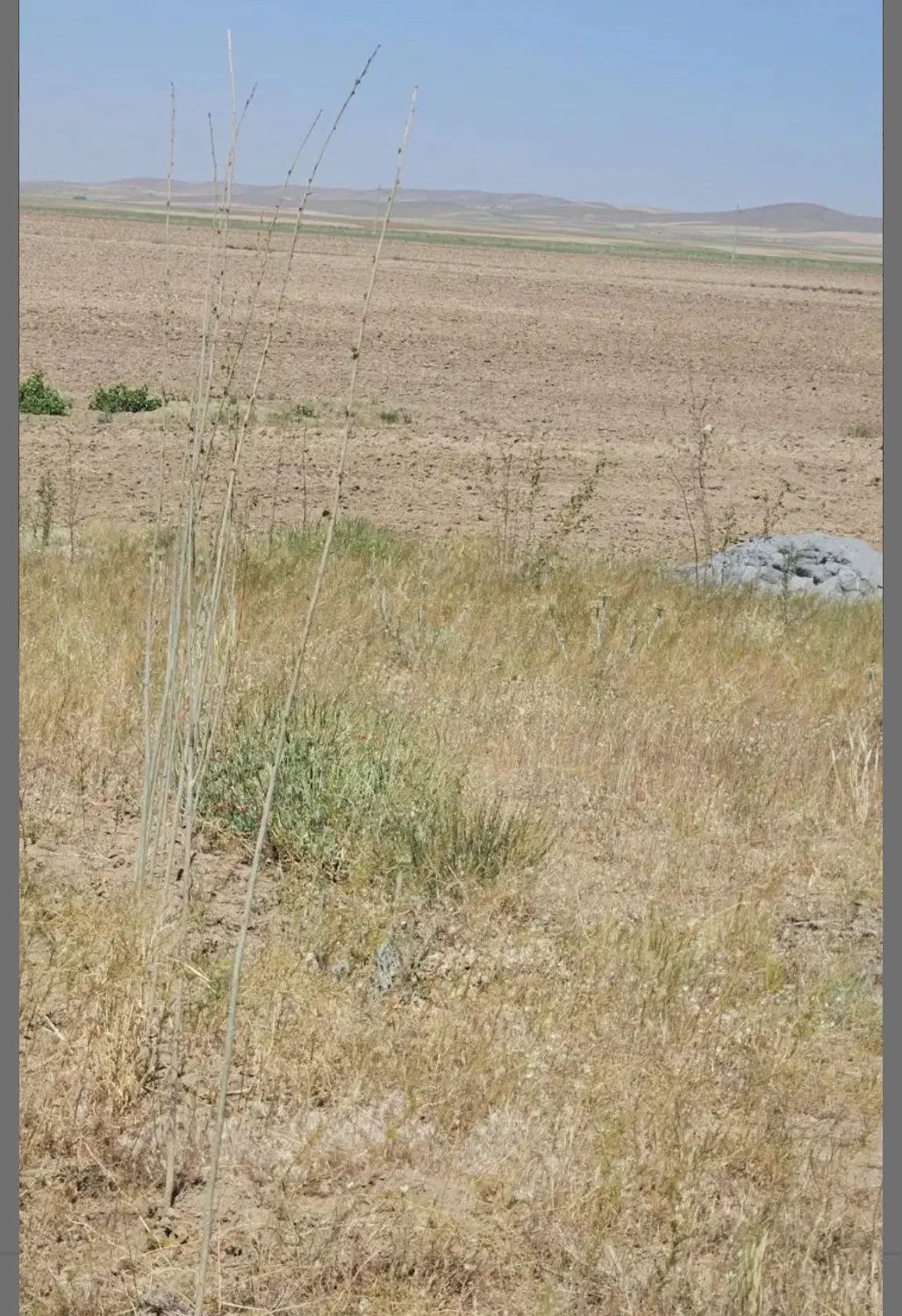 زمین کشاورزی لب جاده ۵۰۰ متر بعد از فرودگاه