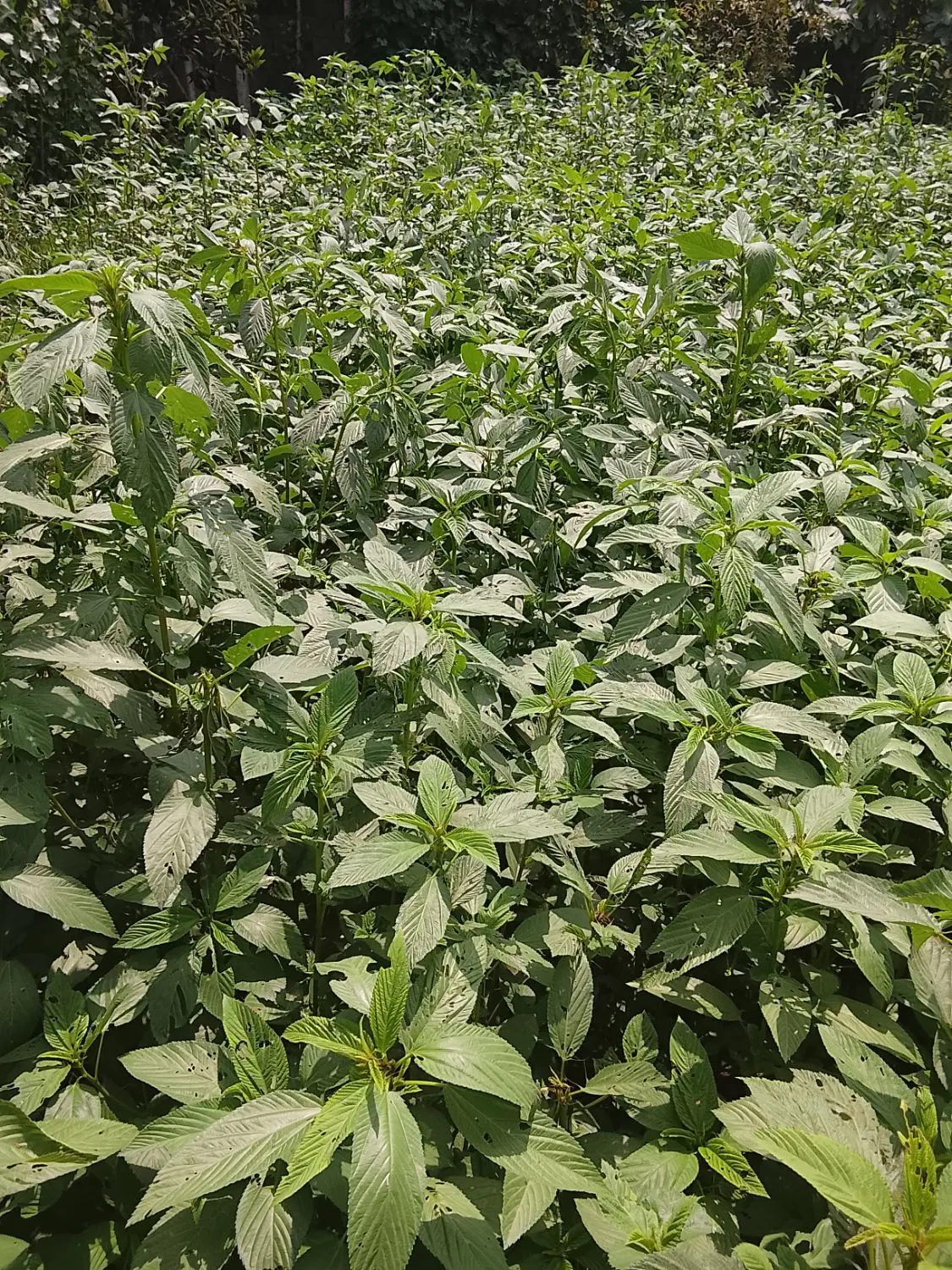 فروش زمین 1000متری