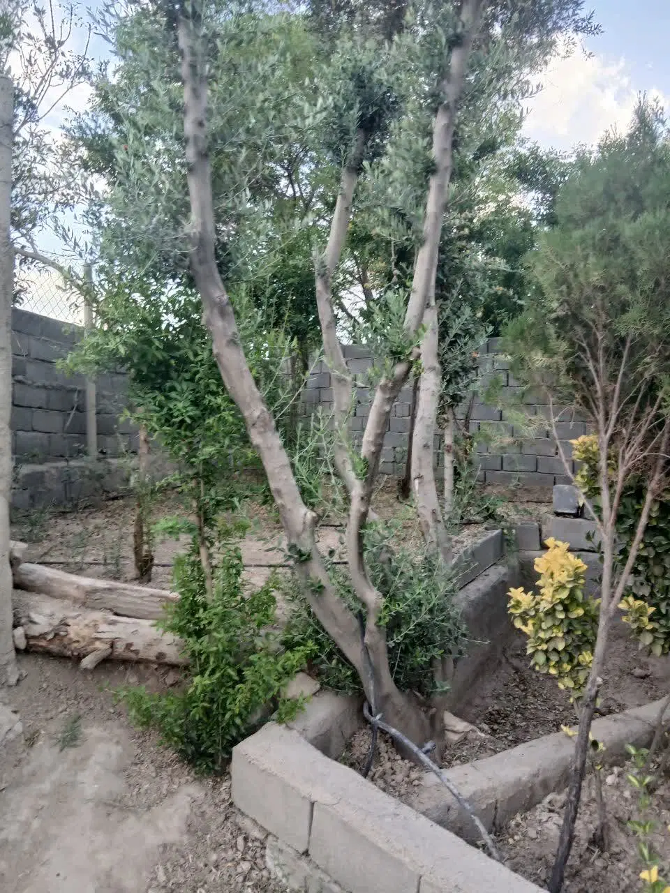 ۲۷۰مترباغ معاوضه باماشین
