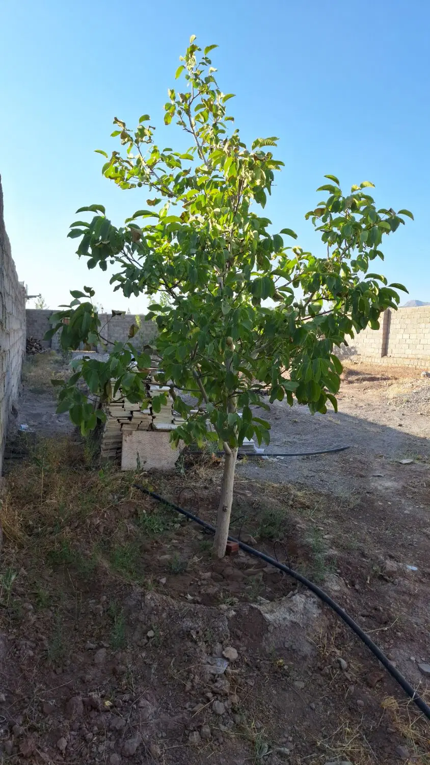 باغ۲۴ قصبی ده بالا سند تک برگ