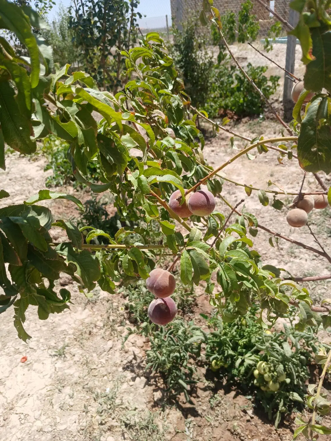 باغ ویلا ۵۰۰ متر