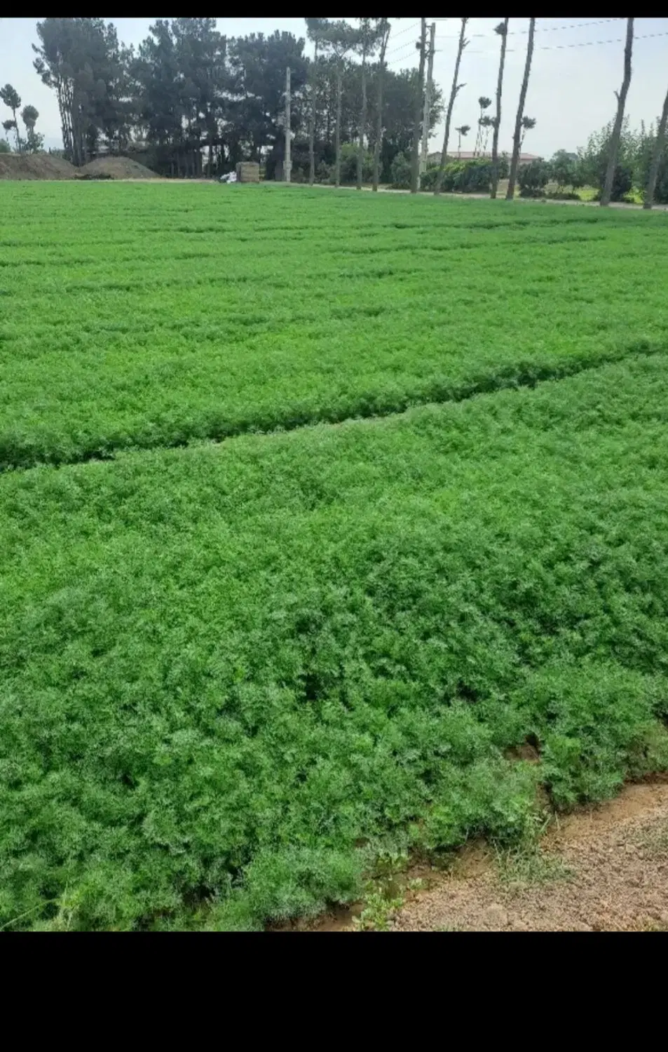 سبزی فروشی