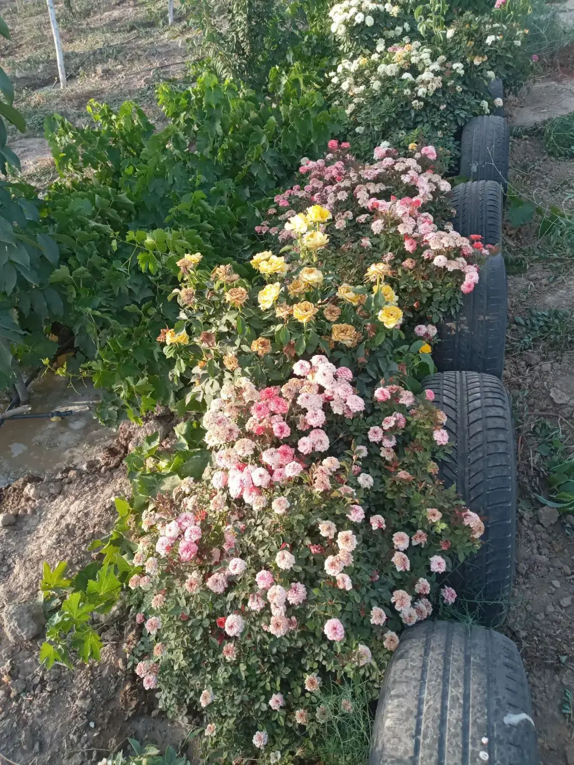 فروش باغچه هزار متری