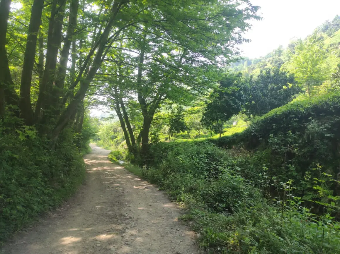4012 متر زمین باغی در لنگرود روستای لیسه رود