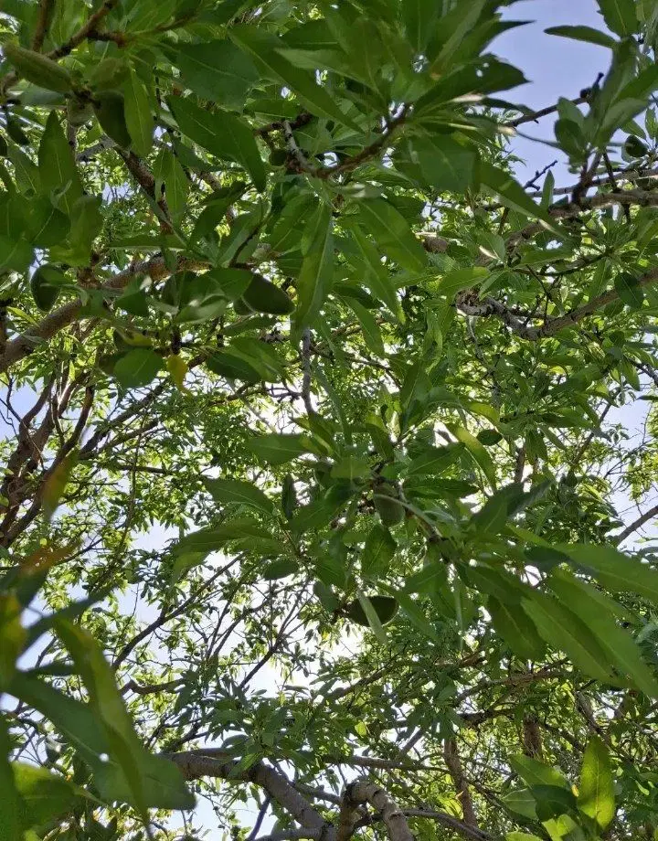 باغ در گزندر