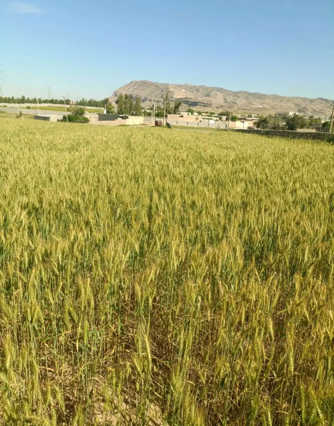اجاره یک قطعه زمین کشاورزی به مساحت ۶۵ هزار متر